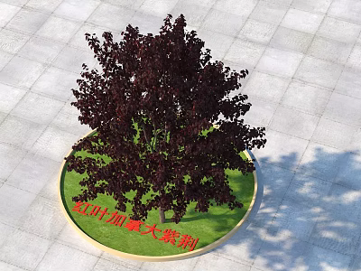 Red Leaf Canadian Redbud Tree With Vibrant Red Foliage In Circular Planter 3d model