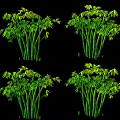 Four Clusters of Lush Green Bamboo Plants With Leaves Against Black Background