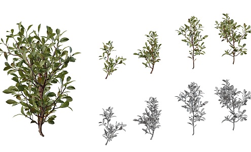 shrub plant 3d model