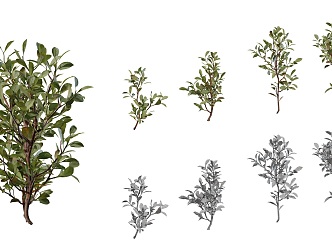 shrub plant 3d model