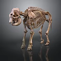 Anatomical Elephant Skeleton Structure Display For Educational Or Research Use