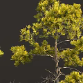 Tall Trees With Slender Trunks And Yellow Leaves Featuring Small Cartoon Character At Base
