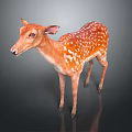Realistic Spotted Brown Fawn Standing Isolated On Dark Background With Reflection 3d model