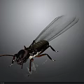 Winged Termite With Dark Body Red Legs And Transparent Wings On Dark Background