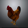 Vibrant Red Rooster with Red Comb and Yellow Claws on Dark Background