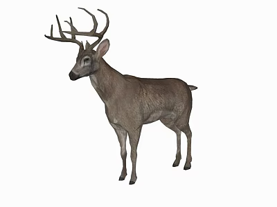 Brown Scaled Reptile With Horned Head Standing In Natural Habitat And Long Legs 3d model