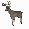 Brown Scaled Reptile With Horned Head Standing In Natural Habitat And Long Legs