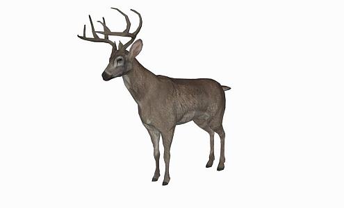 modern deer animal deer 3d model