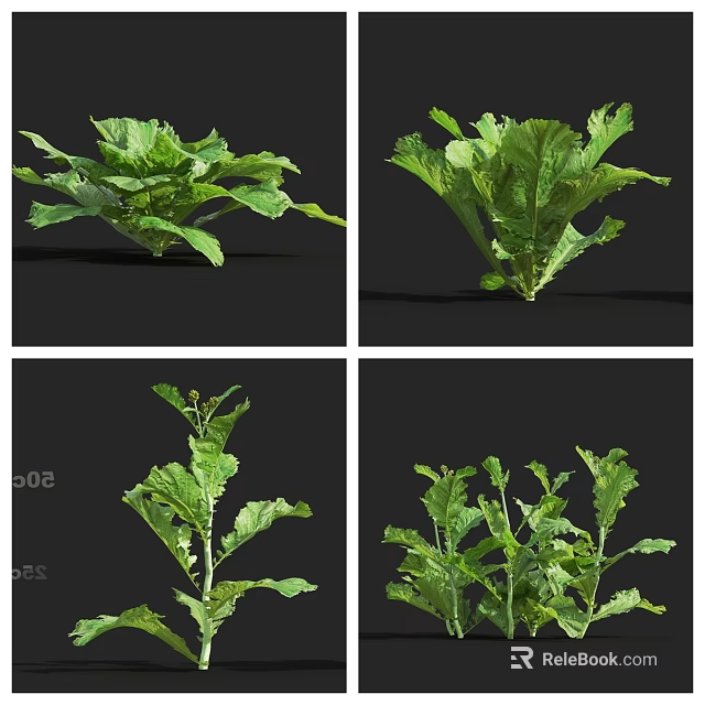 Fresh Green Vegetables Displaying Various Healthy Leafy Shapes And Forms 3d model