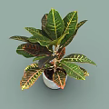Green Tropical Plant With Large Variegated Leaves And Red Yellow Edges In Blue Textured Pot