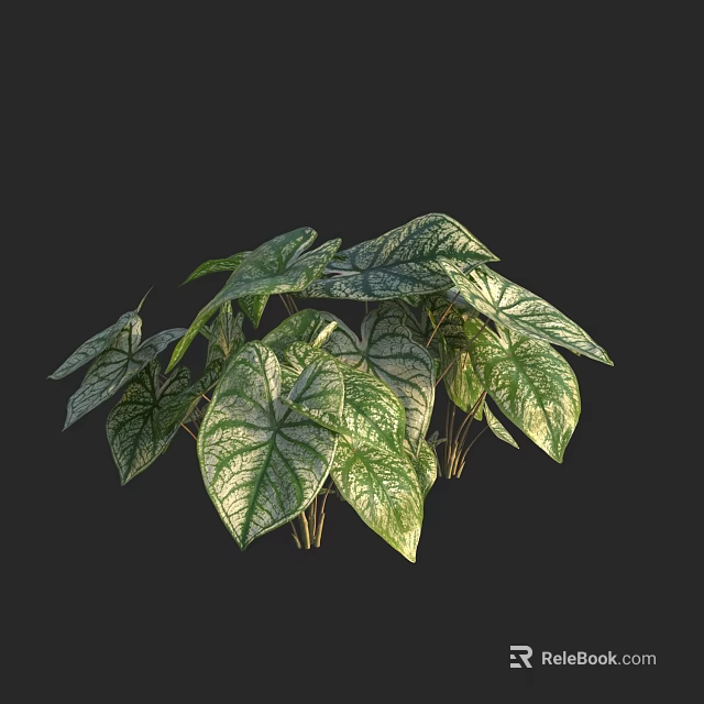 Indoor Tropical Houseplant With Green And White Variegated Leaves And Veins 3d model 
