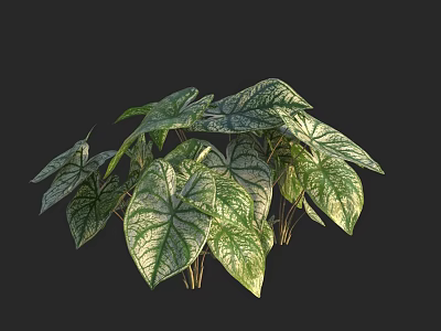 Indoor Tropical Houseplant With Green And White Variegated Leaves And Veins 3d model