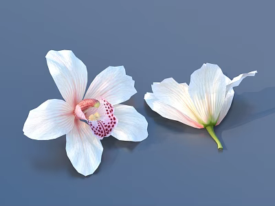 Beautiful White Orchid And Flower With Pink Petals On Gray Background 3d model
