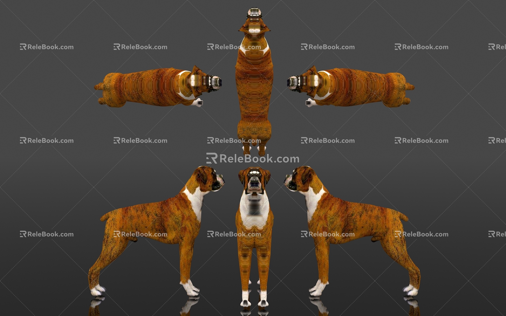 Boxer Dog Boxer Dog Dog German Dog Veterinary Large Dog Animal Subclass Mammalia Chordata Subphylum Specimen Show Popular Science 3d model