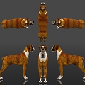 Boxer Dog Boxer Dog Dog German Dog Veterinary Large Dog Animal Subclass Mammalia Chordata Subphylum Specimen Show Popular Science 3d model