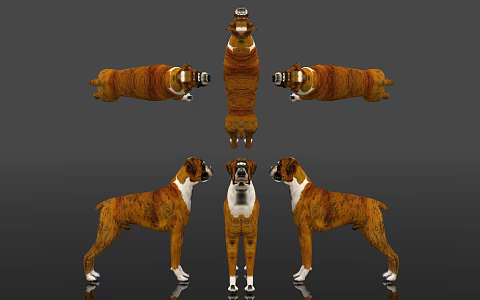 Boxer Dog Boxer Dog German Dog Veterinary Large Dog Animal Subclass Mammalia Chordata Subphylum Specimen Show Popular Science 3d model