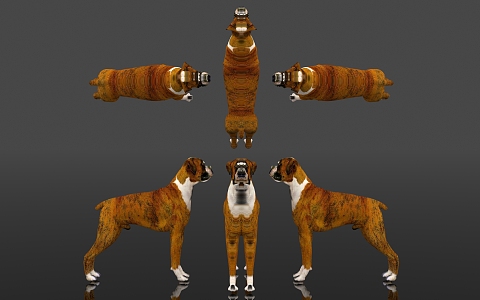 Boxer Dog Boxer Dog German Dog Veterinary Large Dog Animal Subclass Mammalia Chordata Subphylum Specimen Show Popular Science 3d model