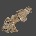 Ancient Fossilized Animal Skull With Brownish Bone Structure And Remains 3d model