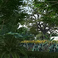 Tall Arbor with Lush Green Leaves Surrounded by Various Plants in Natural Garden Landscape