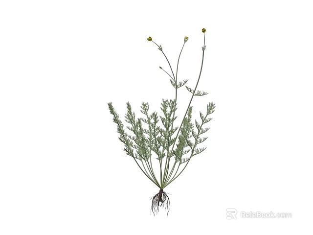 Green Herb Plant With Leaves Stems Yellow Flowers And Roots 3d model 