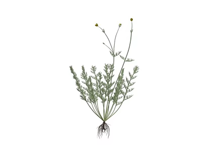 Green Herb Plant With Leaves Stems Yellow Flowers And Roots 3d model