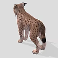 Wild Lynx With Spotted Fur And Tufted Ears In Standing Position