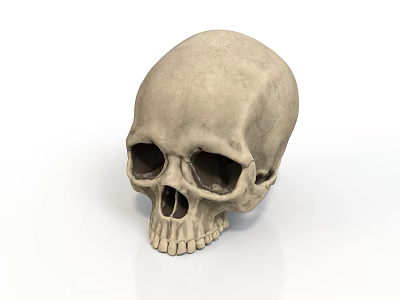Realistic Human Skull 3D Rendering with Anatomical Features Related to Hair Growth 3d model
