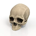 Realistic Human Skull 3D Rendering with Anatomical Features Related to Hair Growth
