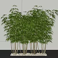 Lush Green Bamboo Plants With Slender Stems And White Pebbles For Indoor Decoration