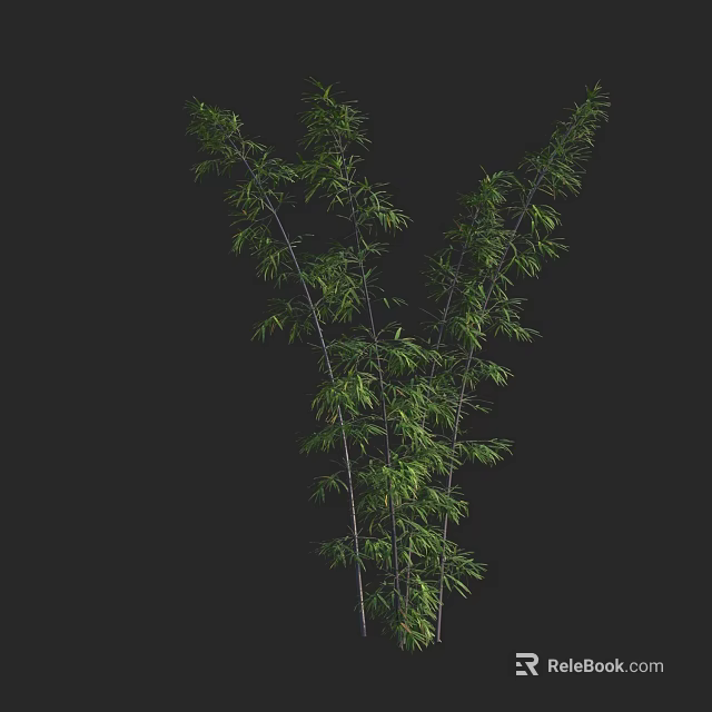 Bamboo Plant With Green Leaves And Slender Stems On Black Background 3d model 