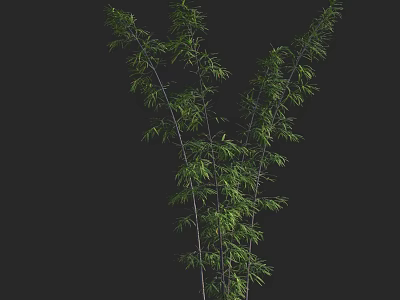 Bamboo Plant With Green Leaves And Slender Stems On Black Background 3d model