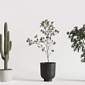 Indoor Decorative Potted Plants With Various Types And Black White Pots