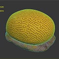 Intricate Brain Coral With Yellow Patterns On Pink Orange Base Structure 3d model