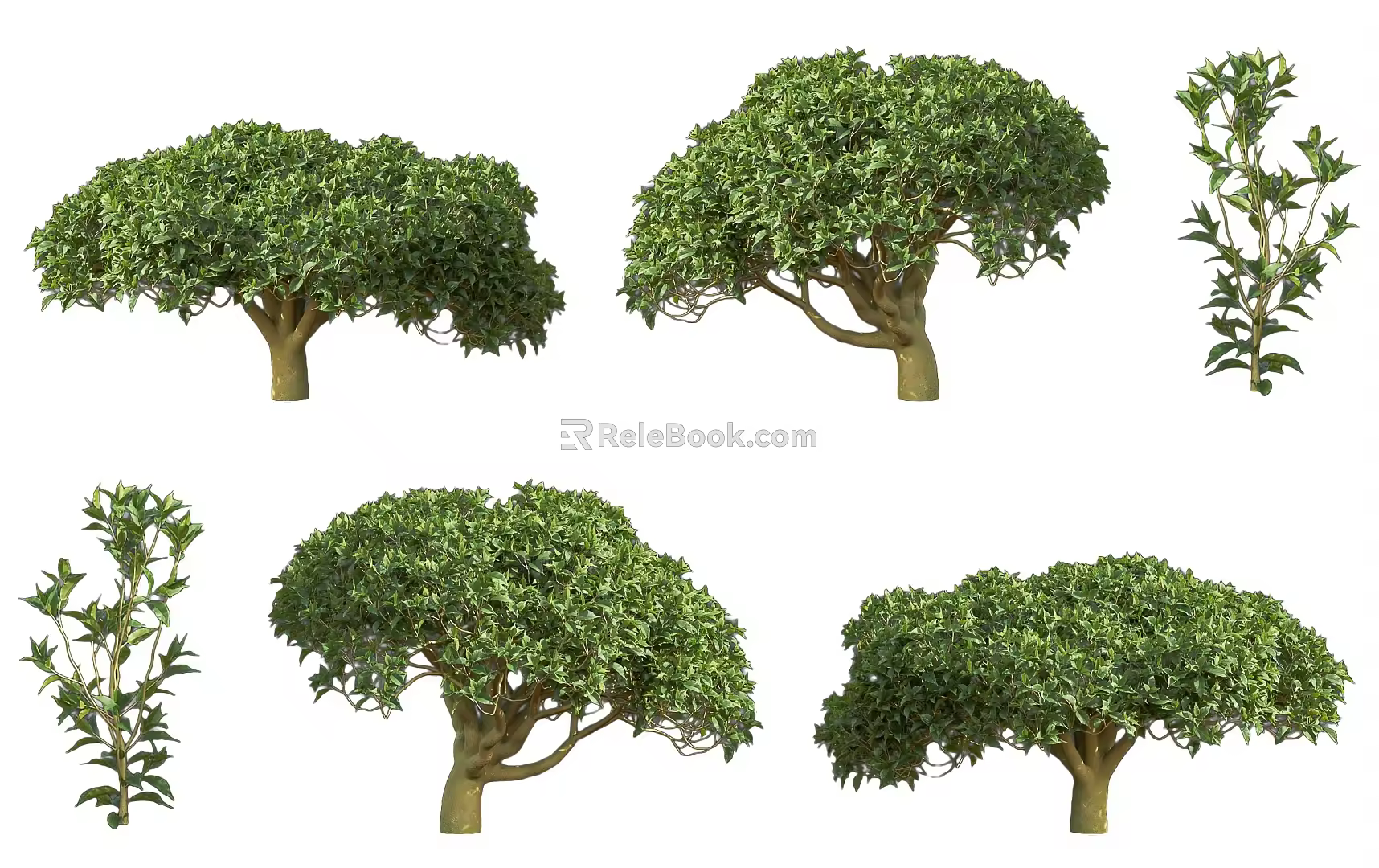 Camellia evergreen shrub plant tea tree deciduous shrub tree courtyard garden tea tree shrub camellia tree 3d model
