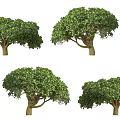 Camellia evergreen shrub plant tea tree deciduous shrub tree courtyard garden tea tree shrub camellia tree 3d model
