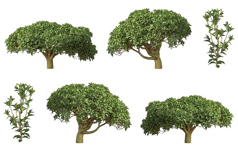 Camellia evergreen shrub plant tea tree deciduous shrub tree courtyard garden tea tree shrub camellia tree 3d model