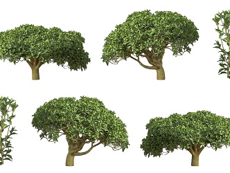 Camellia evergreen shrub plant tea tree deciduous shrub tree courtyard garden tea tree shrub camellia tree 3d model