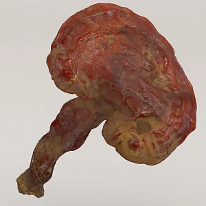 Ganoderma lucidum 3d model