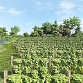 Tranquil Garden Landscape With Neat Vineyard Rows Wooden Trellises Surrounding Trees And Blue Sky