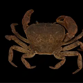 Brownish Crab With Large Claws In Natural Environment Detailed Body Structure