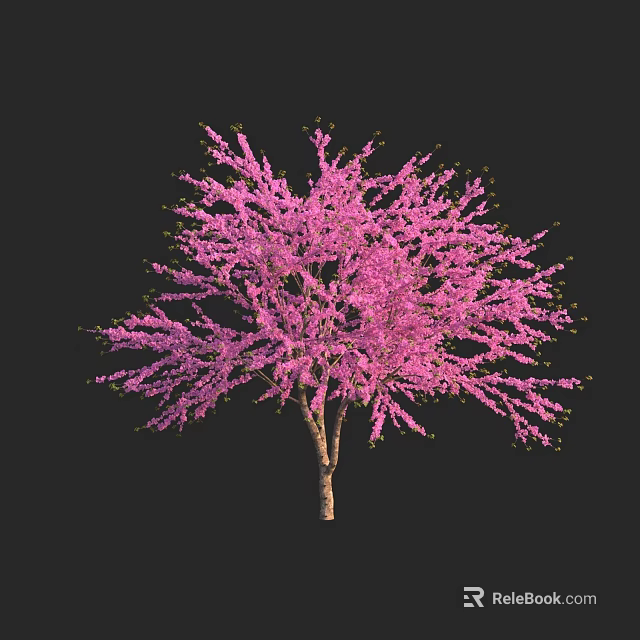 Pink Flowering Shrub with Woody Branches and Abundant Pink Blossoms Isolated on Black Background 3d model 