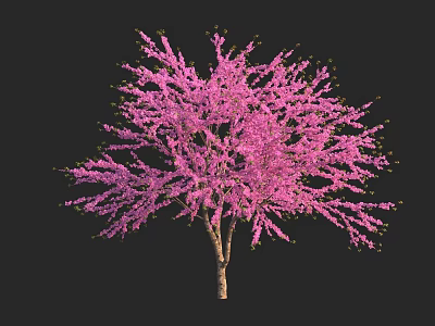 Pink Flowering Shrub with Woody Branches and Abundant Pink Blossoms Isolated on Black Background 3d model