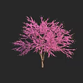 Pink Flowering Shrub with Woody Branches and Abundant Pink Blossoms Isolated on Black Background