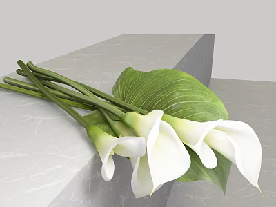 White Calla Lilies With Green Stems And Large Leaves On Gray Marble Surface 3d model