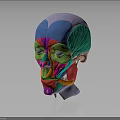 Colorful Facial Muscles Anatomical Model With Detailed Structure And Educational Use