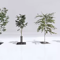 Four Arbor Trees With Green Foliage And Varied Branch Structures 3d model