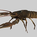 Realistic Shrimp Lobster Crayfish 3d model