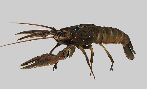 Realistic Shrimp Lobster Crayfish 3d model