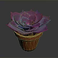 Purple Succulent Plant in Orange Terracotta Pot on Dark Background