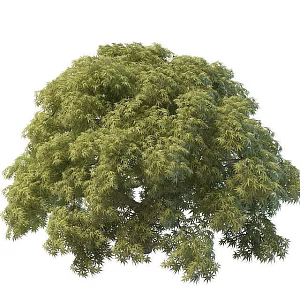 Dense trees 3d model